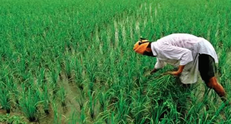 అన్నదాత సుఖీభవ రెండో విడత నిధుల విడుదల అప్పుడే.!