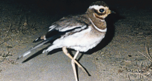 ఆంధ్రప్రదేశ్ ప్రజలకు ఊహించని షాక్ – కలివికోడి కోసం ఖర్చు చేసిన కోట్లు స్కామ్‌గా మారింది