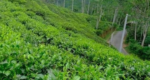 ‘టీ’ అంటే కేవలం అదే.. మిగిలినవన్నీ టీ కావు.. FSSAI సంచలన నిర్ణయం

