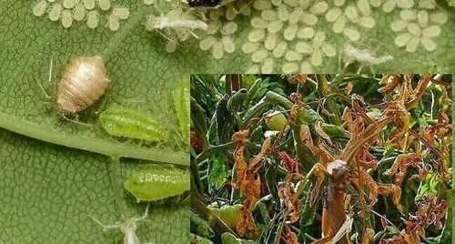 అప్రమత్తంగా ఉంటేనే కూరగాయల పంటల్లో ఆశించే తెగుళ్ల నివారణ సాధ్యం

