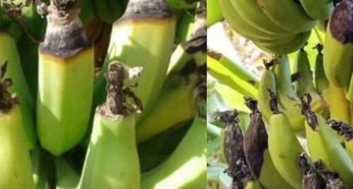 అరటి రైతులకు హెచ్చరిక.. గెలలకు ‘సిగార్ ఎండ్ రాట్’ ముప్పు.. నివారణ చర్యలు ఇవే!

