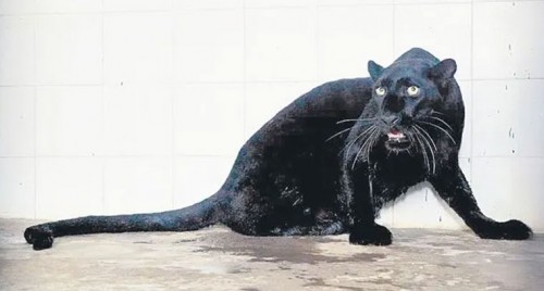 40 ఏళ్ల తర్వాత విశాఖ జూకు బ్లాక్ పాంథర్