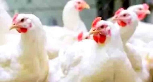 రాష్ట్రంలో ఆ జిల్లాలో బర్డ్ ఫ్లూ వైరస్ కలకలం 
