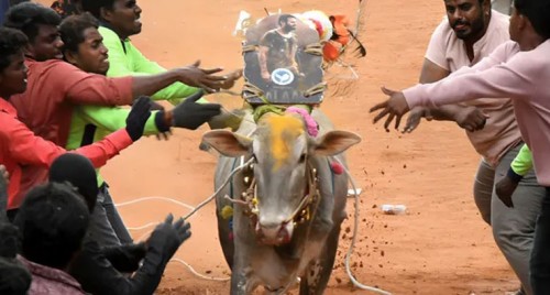 కాసేపట్లో అనుపల్లిలో జల్లికట్టు ప్రారంభం