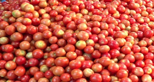 తెలుగు రాష్ట్రాల్లో భారీగా తగ్గిన టమాటా ధర