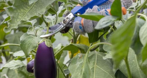 వంకాయల సాగులో వచ్చే తెగుళ్లు.. నివారణ చర్యలు ఇవే!