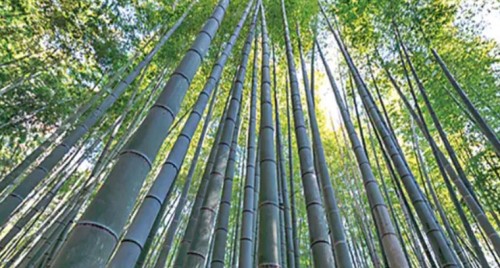 వెదురు సాగుతో అదనపు ఆదాయం