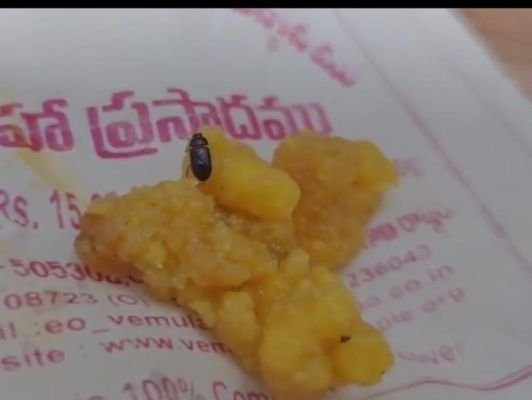వేములవాడ రాజన్న లడ్డూ ప్రసాదంలో పురుగు