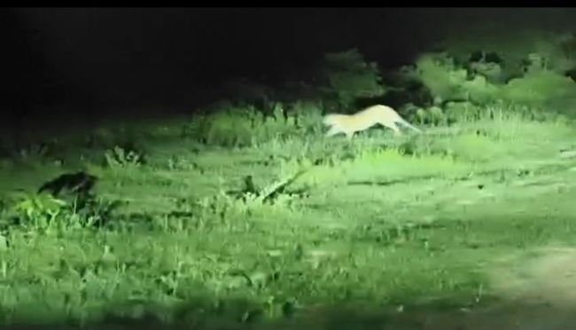 కల్లెడ శివారులో చిరుతల కలకలం!