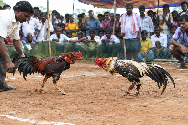 కోడిపందేలకు వెళ్లి భయంతో పరుగులు... గుండెపోటుతో వ్యక్తి మృతి
