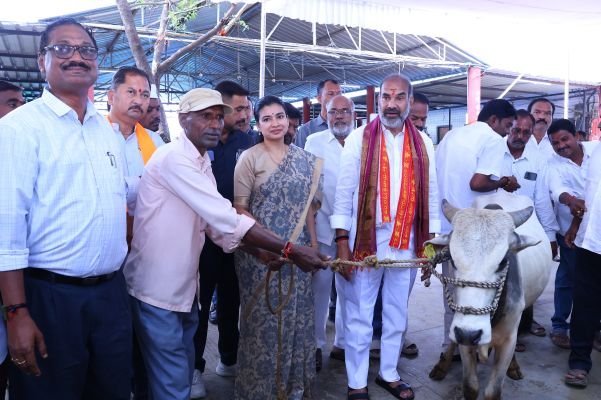 రాజన్న ప్రసాదంగా రైతులకు కోడెల పంపిణీ....  ప్రభుత్వ విప్, ఎమ్మెల్యే ఆది శ్రీనివాస్