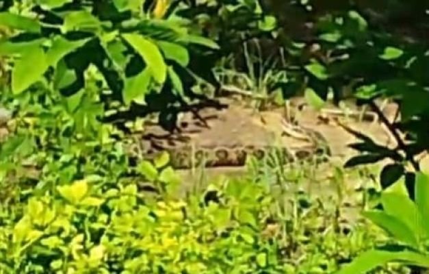 ఆస్పత్రిలో పాము... భయాందోళనలో రోగులు 