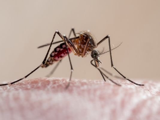 తమిళనాడులో విజృంభిస్తున్న డెంగ్యూ