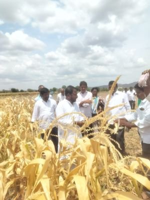 ప్రభుత్వ నిర్లక్ష్యంతోనే రైతుల పంటలు ఎండాయి మాజీ మంత్రి శైలజానాథ్ 