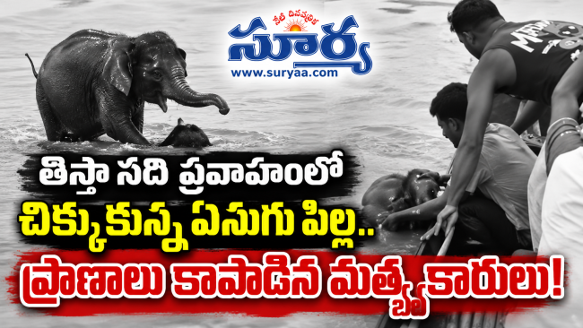 తిస్తా నది ప్రవాహంలో చిక్కుకున్న ఏనుగు పిల్ల.. ప్రాణాలు కాపాడిన మత్స్యకారులు!