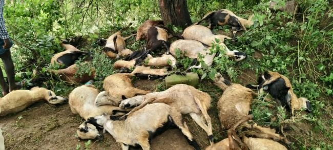 పిడుగుపాటుకు 25 గొర్రెలు మృతి…