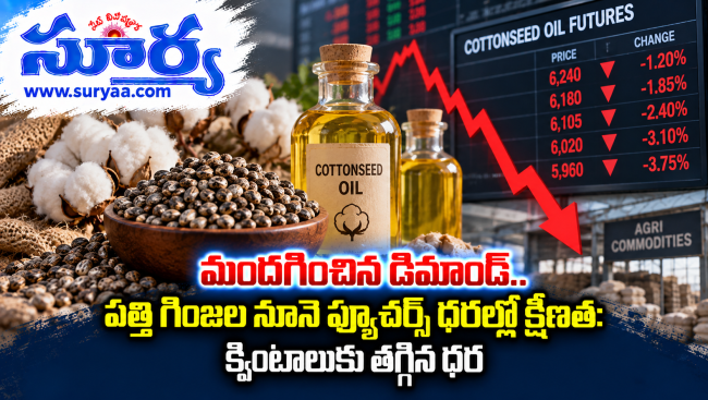 మందగించిన డిమాండ్.. పత్తి గింజల నూనె ఫ్యూచర్స్ ధరల్లో క్షీణత: క్వింటాలుకు తగ్గిన ధర