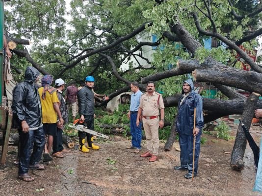అనపర్తిలో నేలకొరిగిన భారీ వృక్షం