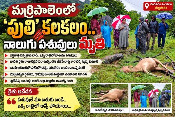 మర్రిపాలెం లో పులి కలకలం.. నాలుగు పశువులు మృతి