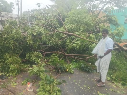 పోలాకి మండలంలో ఈదురుగాలుల బీభత్సం: పలు గ్రామాల్లో నేలకొరిగిన భారీ వృక్షాలు – యుద్ధప్రాతిపదికన తొలగించిన అధికారులు
