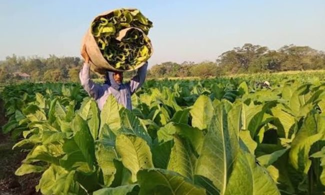 ఆంధ్రాలో ఎఫ్‌సివి పొగాకు రైతులకు బార్న్‌కు రూ.50,000 వడ్డీ లేని రుణం