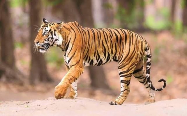 వికారాబాద్ జిల్లాలో పెద్దపులి సంచారం... కలకలం రేపుతున్న ఘటన, గోశాలపై పంజా