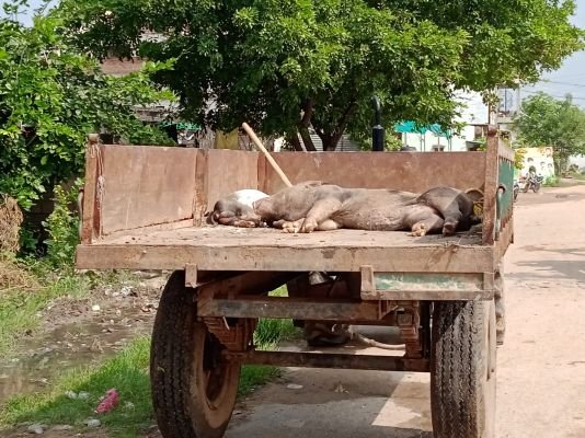 వింత వ్యాధితో పందులు మృతి