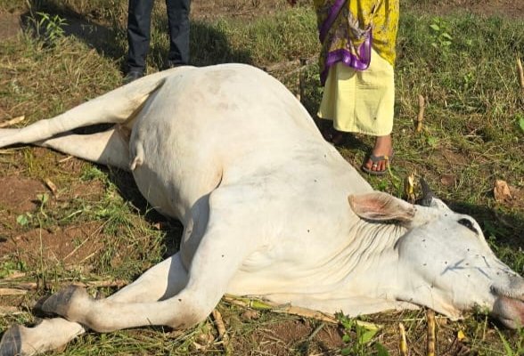 పాము కాటుతో ఆవు మృతి