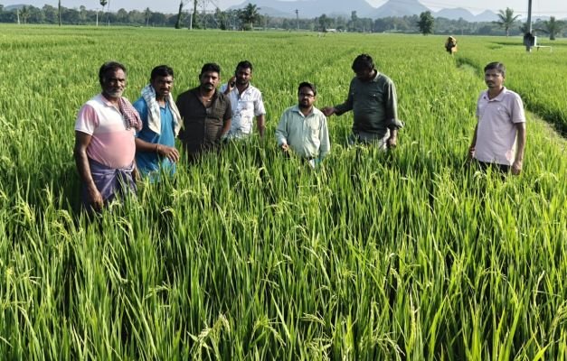 *గ్రోమోర్లో కేళీ వరి విత్తనాలు కలకలం.!  