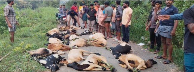 పురుగుమందు కలిసిన గడ్డి తిని 35 గొర్రెలు, మేకలు మృతి.. కన్నీరుమున్నీరవుతున్న కాపరి కుటుంబం!