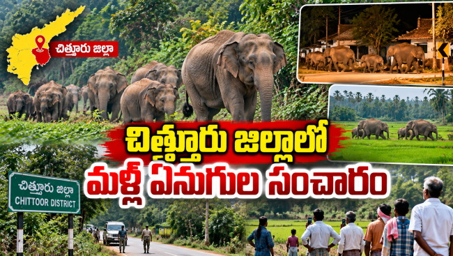 చిత్తూరు జిల్లాలో మళ్లీ ఏనుగుల సంచారం