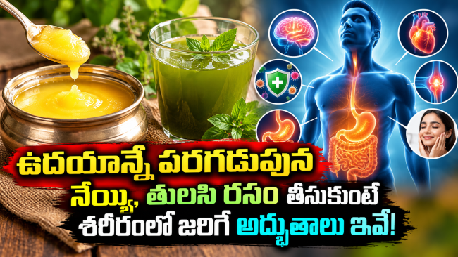ఉదయాన్నే పరగడుపున నెయ్యి, తులసి రసం తీసుకుంటే శరీరంలో జరిగే అద్భుతాలు ఇవే!