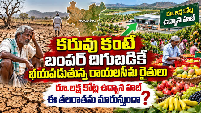  కరువు కంటే బంపర్ దిగుబడికే భయపడుతున్న రాయలసీమ రైతులు