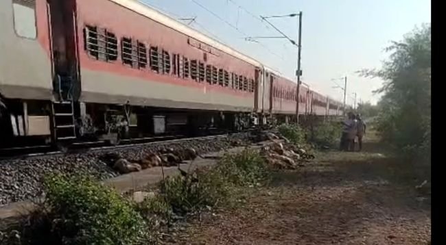 రైలు ఢీకొని 100 గొర్రెలు మృతి