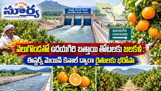 వెలుగొండతో ఉదయగిరి బత్తాయి తోటలకు జలకళ: ఈస్టర్న్ మెయిన్ కెనాల్ ద్వారా రైతులకు భరోసా
