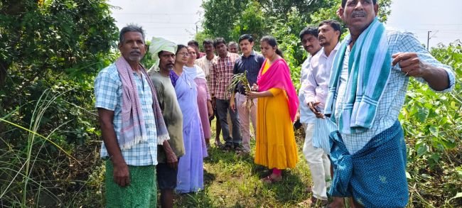 వరి పంట పొలాలను పరిశీలించిన శాస్త్రవేత్తలు..