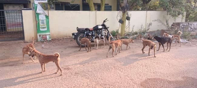పొదలకూరులో వీధి కుక్కల బెడద..