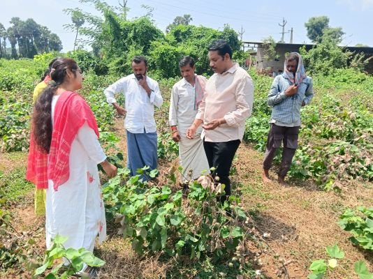 ​అధిక వర్షాల వేళ పత్తి పంట సంరక్షణపై ర చర్యలు