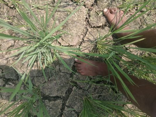 కరెంటు కోతలతో ఎండుతున్న వరి