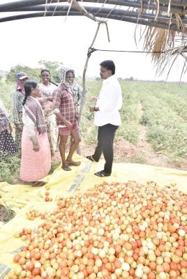 టమోటా పంటను పరిశీలించిన మంత్రి పయ్యావుల కేశవ్