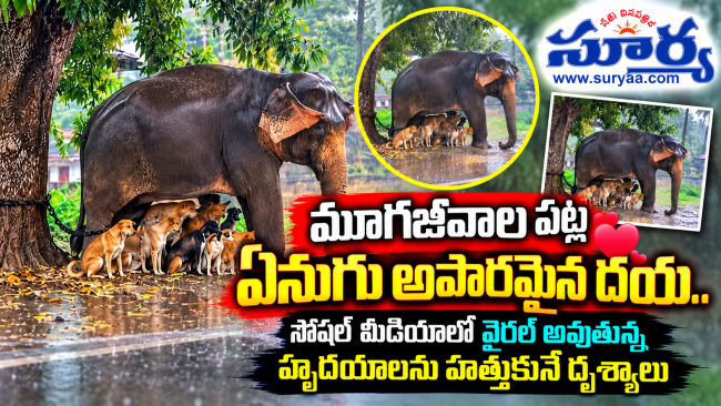 మూగజీవాల పట్ల ఏనుగు అపారమైన దయ.. సోషల్ మీడియాలో వైరల్ అవుతున్న హృదయాలను హత్తుకునే దృశ్యాలు