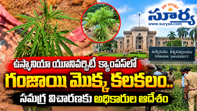 ఉస్మానియా యూనివర్సిటీ క్యాంపస్‌లో గంజాయి మొక్క కలకలం.. సమగ్ర విచారణకు అధికారుల ఆదేశం