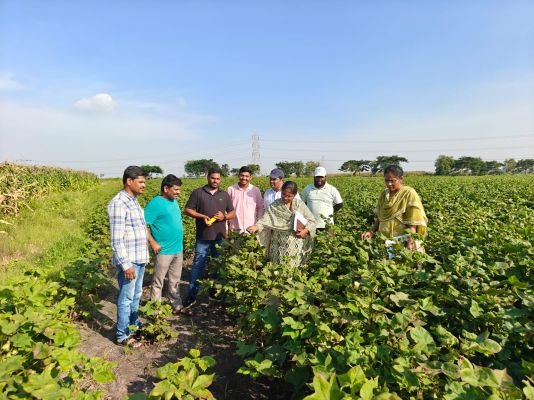 పత్తి,మొక్కజొన్న  పంట లను  పరిశీలించిన శాస్త్రవేత్తల బృందం