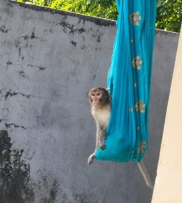 ఉయ్యాలలో ఊగిన కోతి.. ఆశ్చర్యపోయిన గ్రామస్థులు