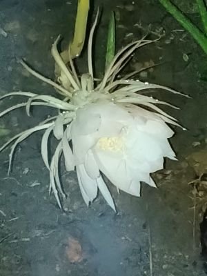 విరబూసిన బ్రహ్మ కమలాలు