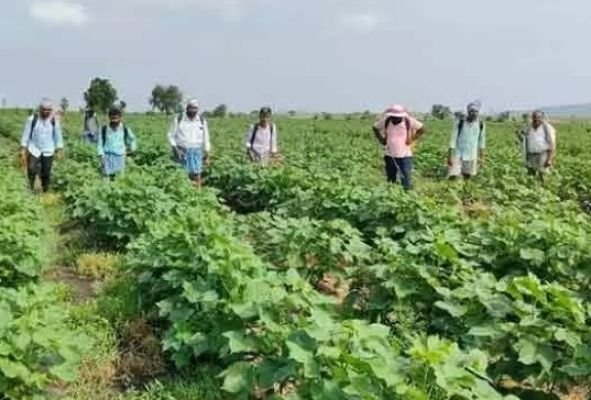 పత్తి రైతులను ప్రభుత్వం తక్షణమే ఆదుకోవాలి.