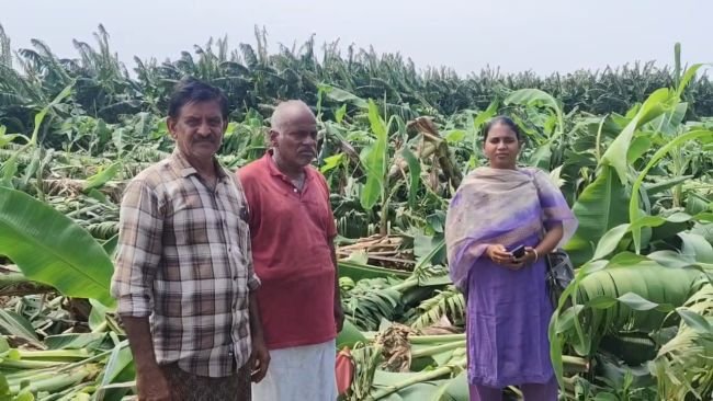 అకాల వర్షానికి 100 ఎకరాల అరటిపంట నేలమట్టం