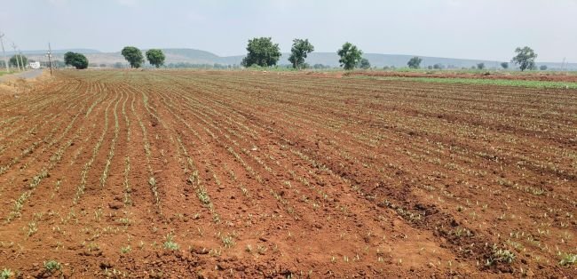 రైతులు  ఆశలతో మినుము పంట సాగు