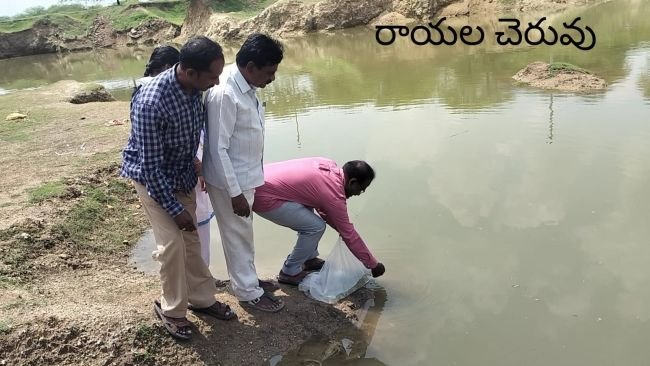 చెరువులో చేప పిల్లలను వదిలిన వైద్య సిబ్బంది!