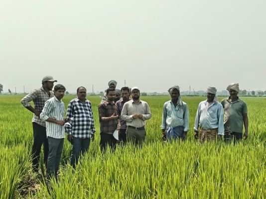 వరి పంట పొలాలను క్షేత్రస్థాయి పరిశీలన చేసిన జాయింట్ కలెక్టర్ 